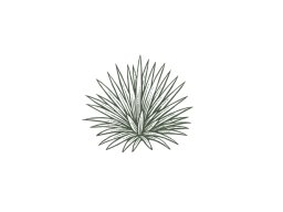 agave-plant-icon