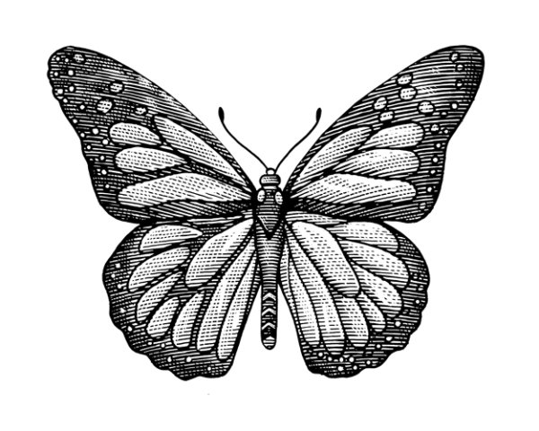 butterfly