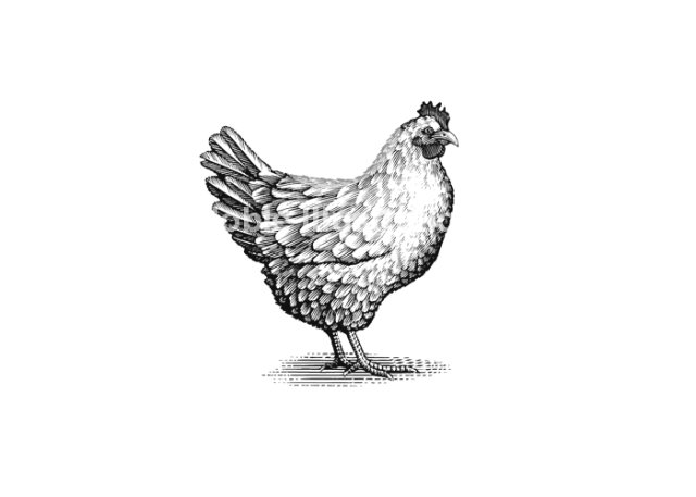 chicken
