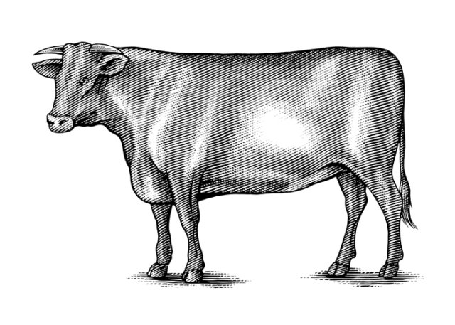 cow