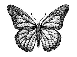 butterfly