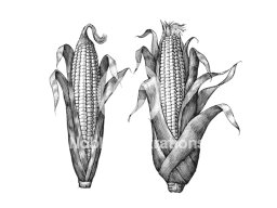 corn