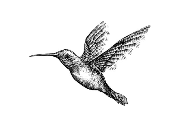 hummingbird-art