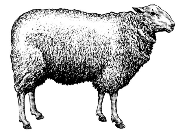 sheep-art-2