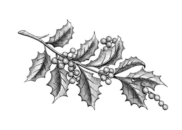 winter-berry-holly