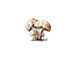 mushrooms