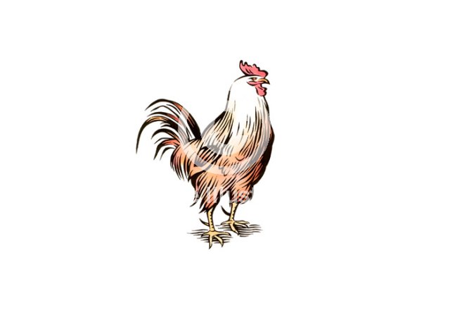 rooster