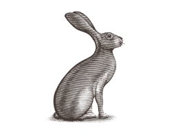 Rabbit