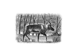 Reindeer