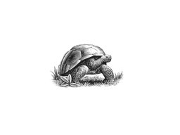 tortoise