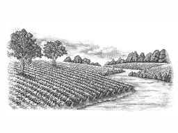vineyards